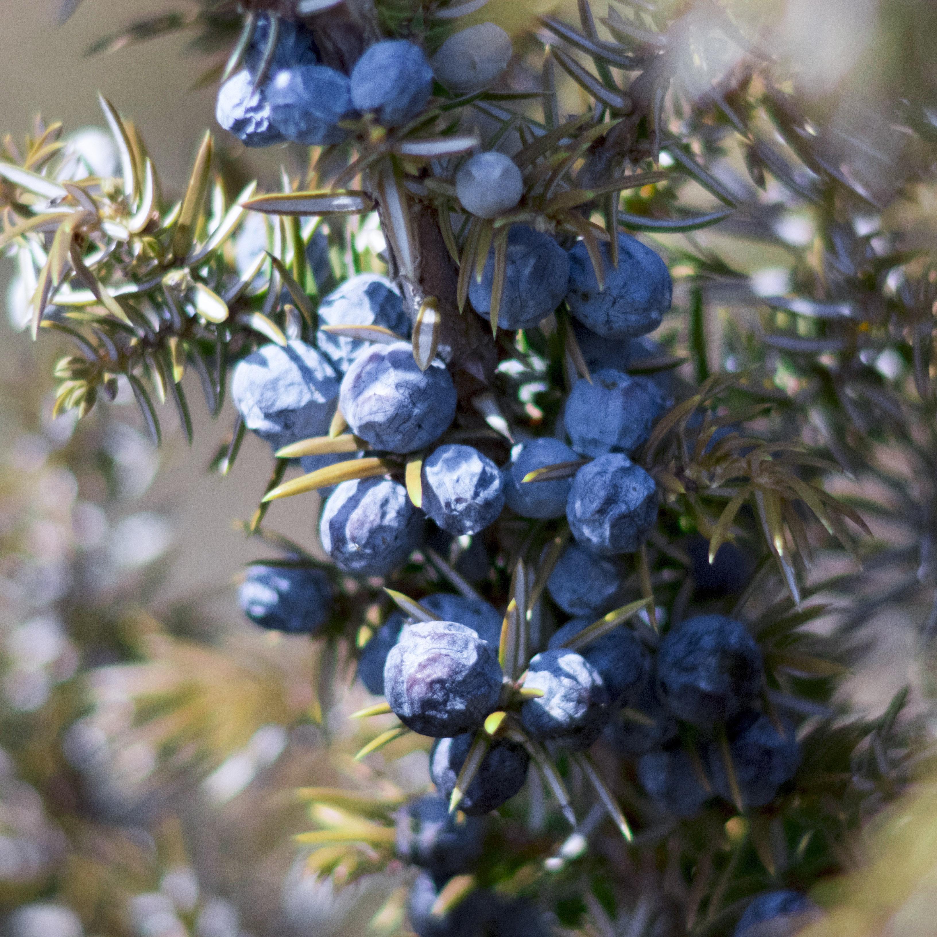 Ein stilvolles Bild einer handgefertigten Gin-Cocktailbar mit einem Juniper Jack Navy Strength Unplugged – Distillers Cut Gin & Tonic auf einem Holzbrett serviert, umgeben von Wildblumen und aromatischen Gewürzen.